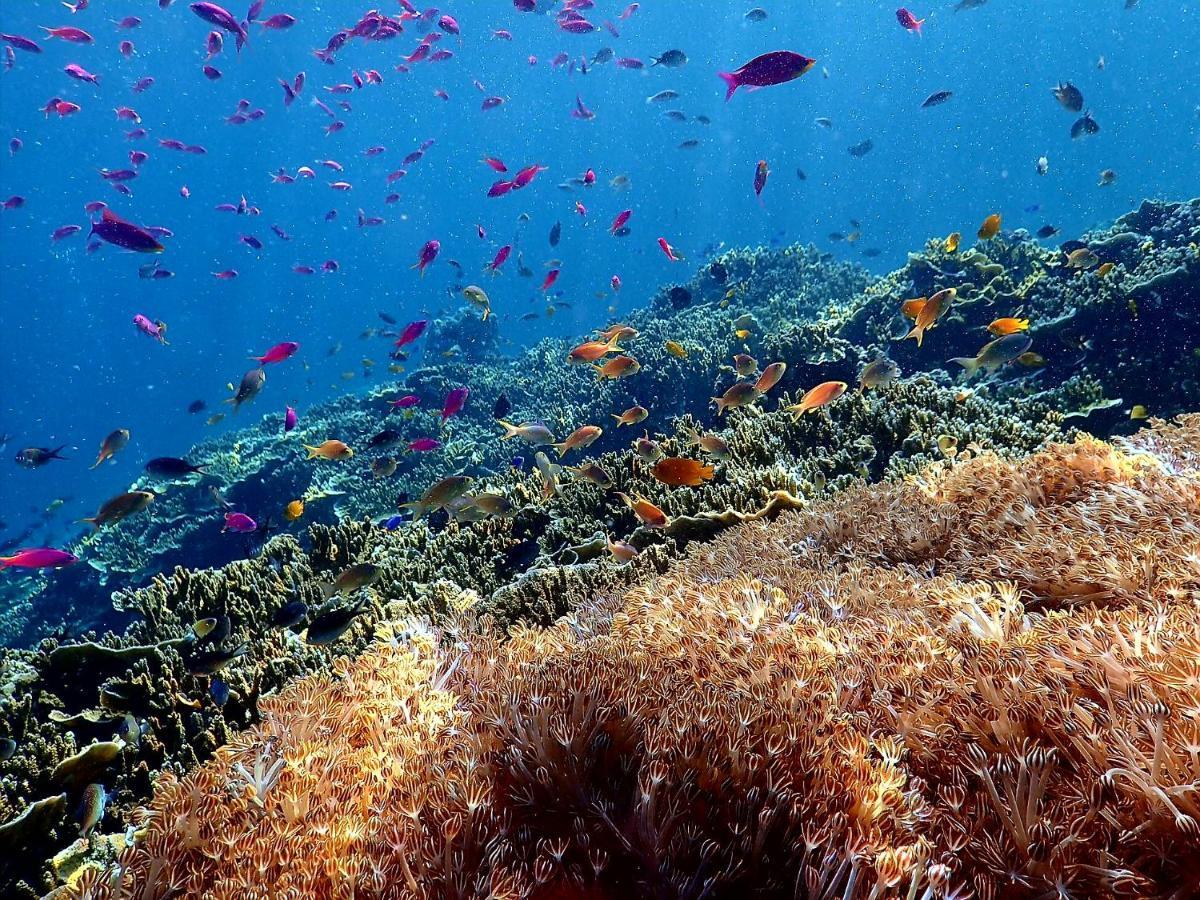 Love'S Beach & Dive Resort モアルボアル エクステリア 写真